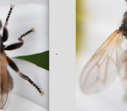 Réf. 260 949 : Thecophora distincta